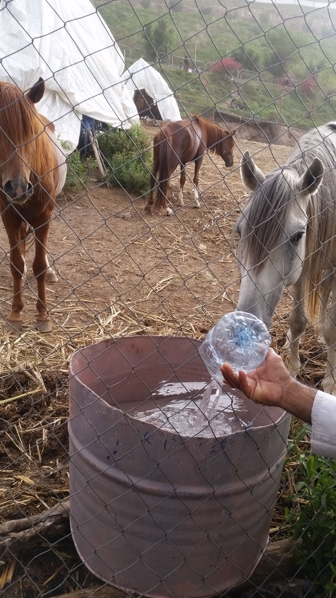 Ibb Zoo 9 July 2017 new water pails and water to drink KMB's rescue .jpg