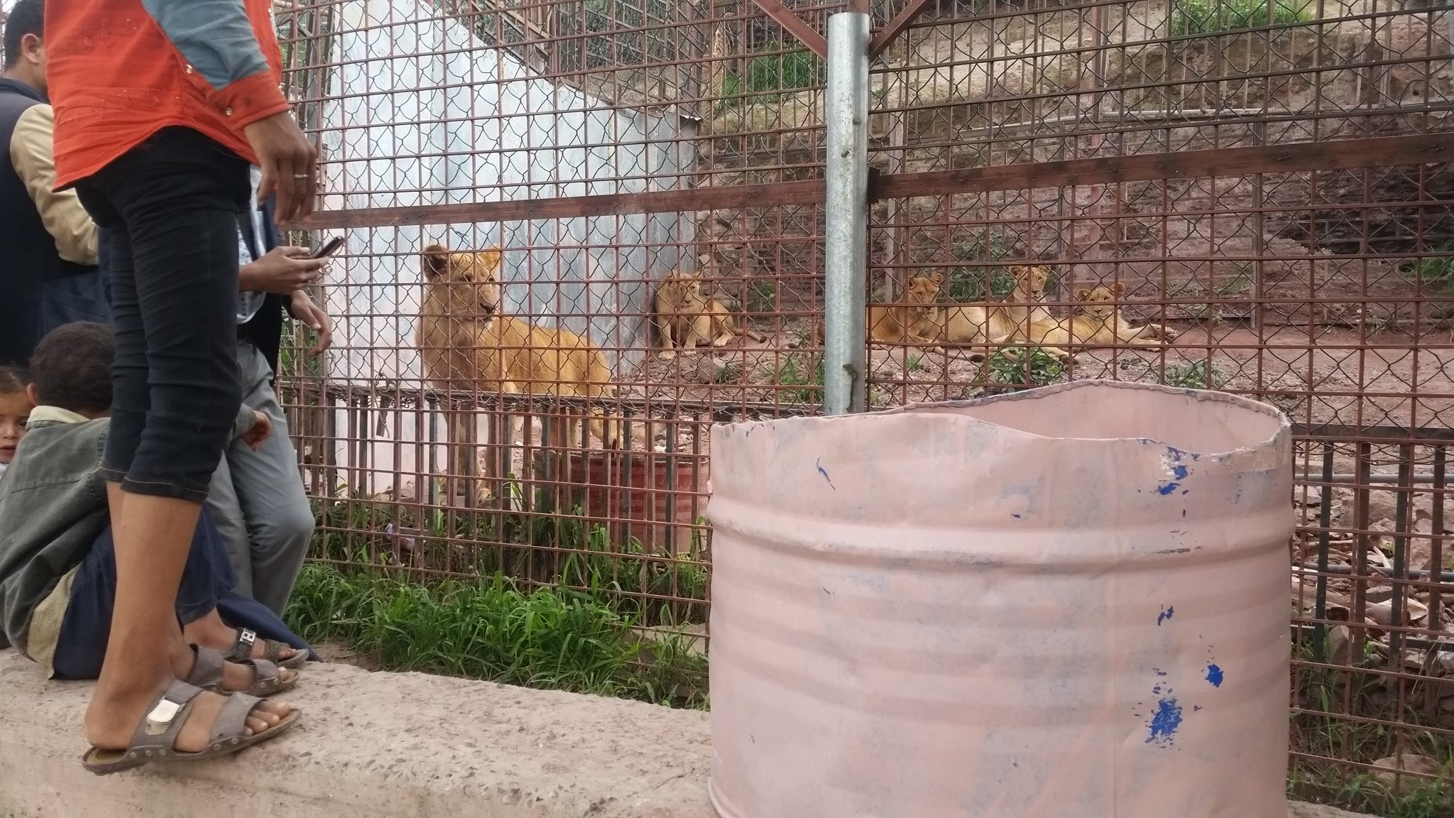 Ibb Zoo Emergency rescue Mission water pail for the lions 9 July 2017 KMB.jpg
