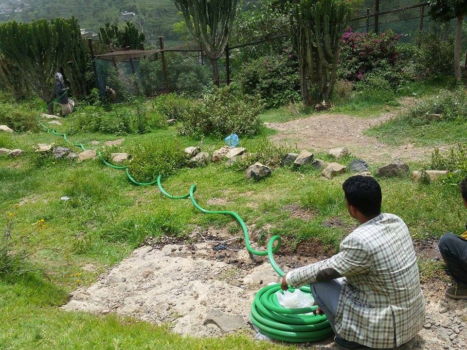 Ibb Zoo 12 July 2017 water hose to the hyenas...Kims Rescue .jpg