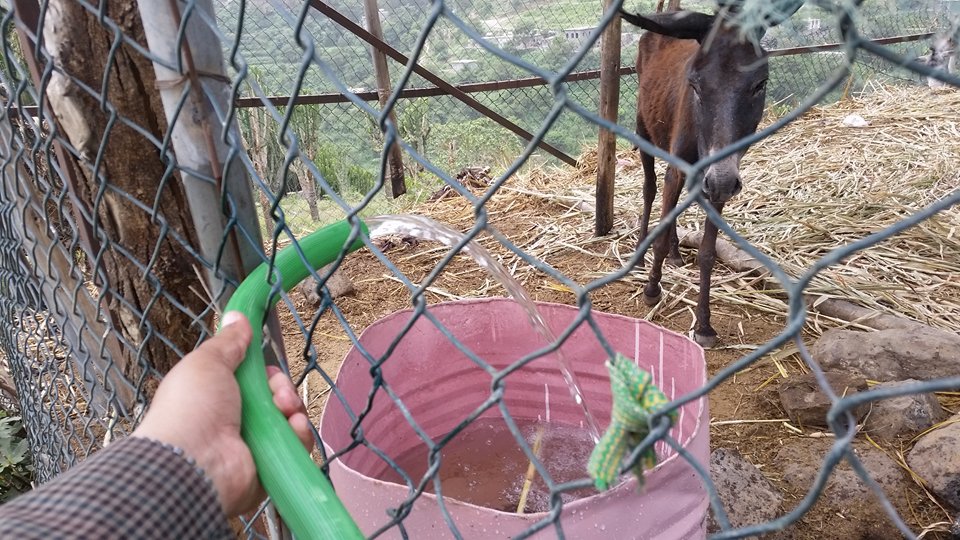 Ibb Zoo Yemen 12 July 2017 Donkeys getting water at last water hose delivery donatzed by Ibb Zoo Emergency Rescue Mission KMB.jpg