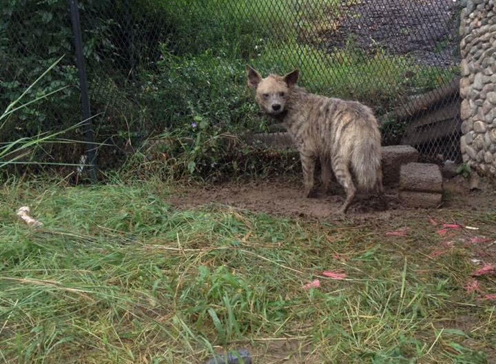 2nd hyena in new enclosure at taiz Zoo Yemen 30th July 2016.jpg