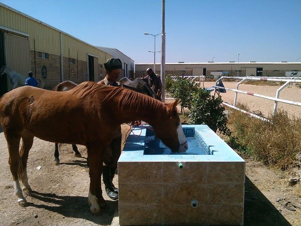 water for today 5th december 2016 Sana'a Yemen Kim Michelle's Arabian Horses Rescue .jpg