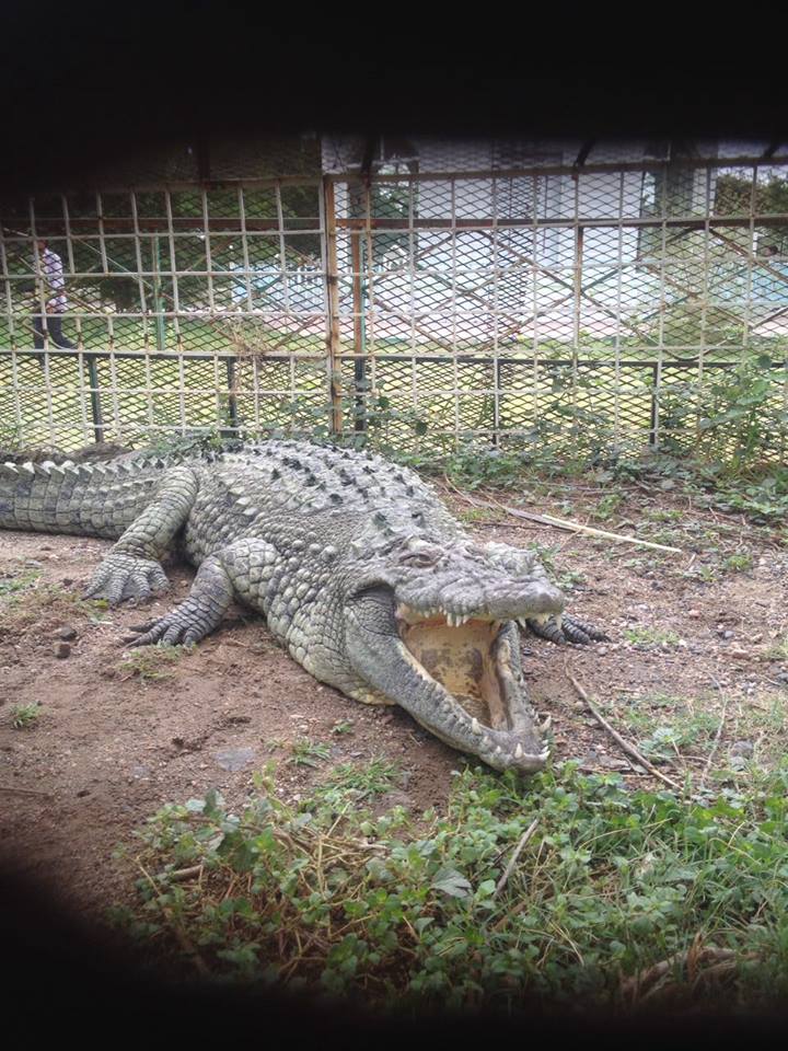Mr Croc Taiz Zoo.jpg
