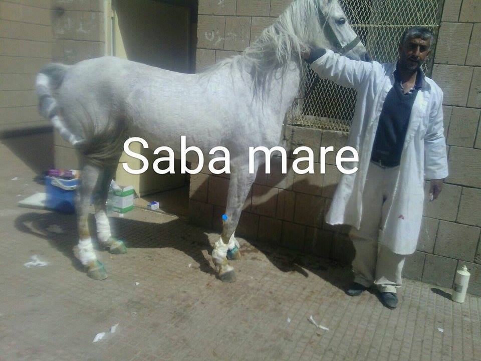 mosher vet saba mare treatment emergency ........16 jan 2017 .jpg