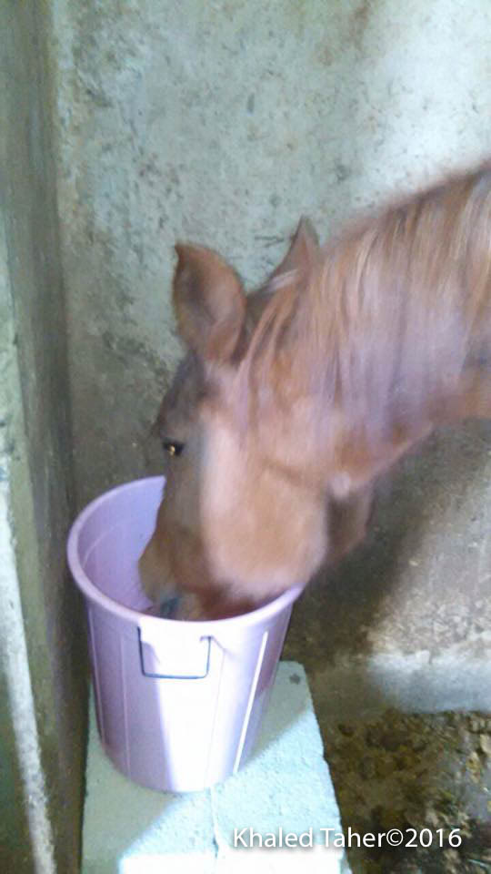 10 dec. on condition water pail remains full of water.....Sana'a Yemen Kim's Horse Rescue.jpg