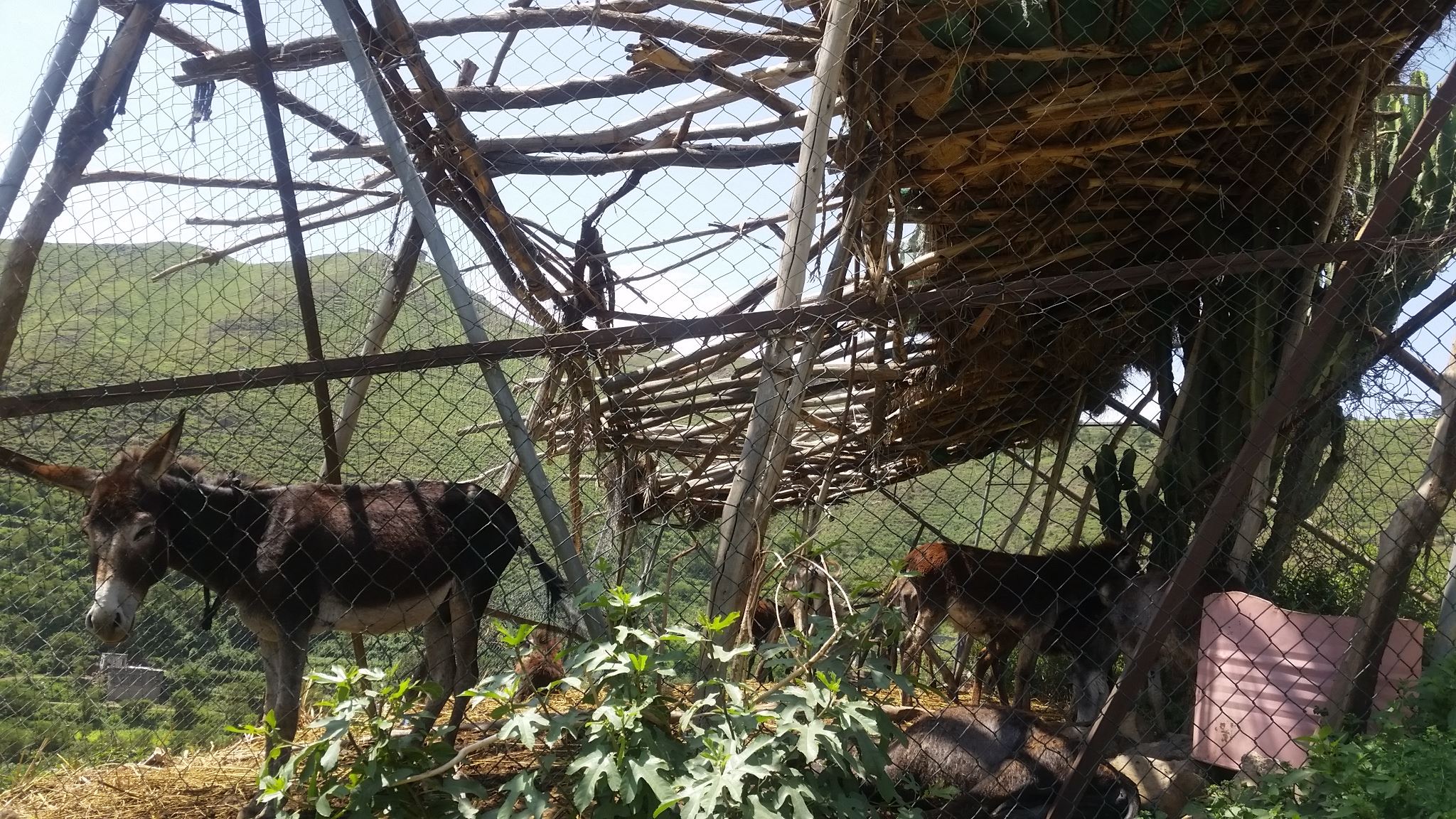 Ibb Zoo baboon wildcat enclosure project.jpg