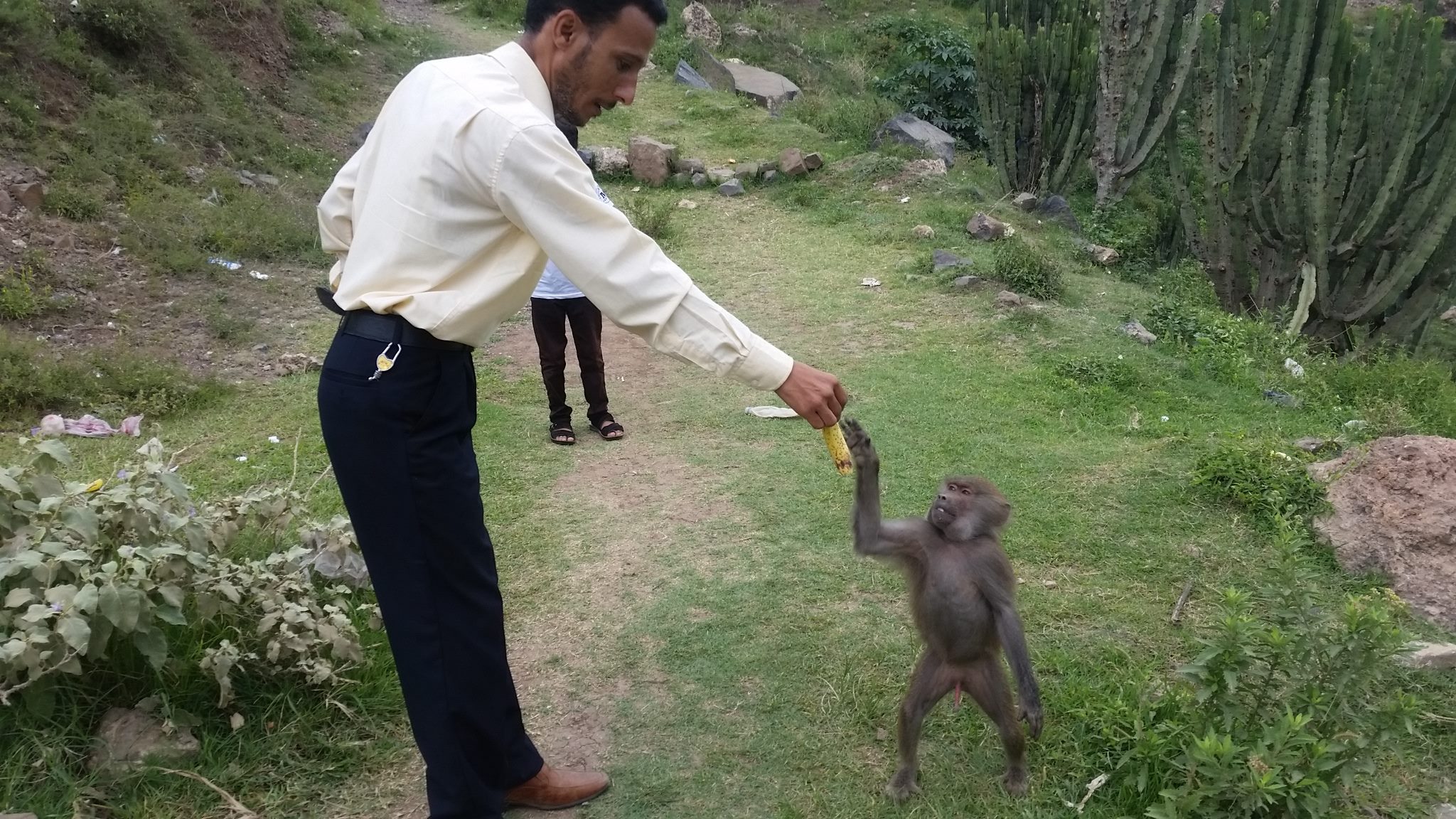 Ibb zoo monkey with Omar distributing the fruit Kim's Rescue got for all the monkeys and baboons.jpg