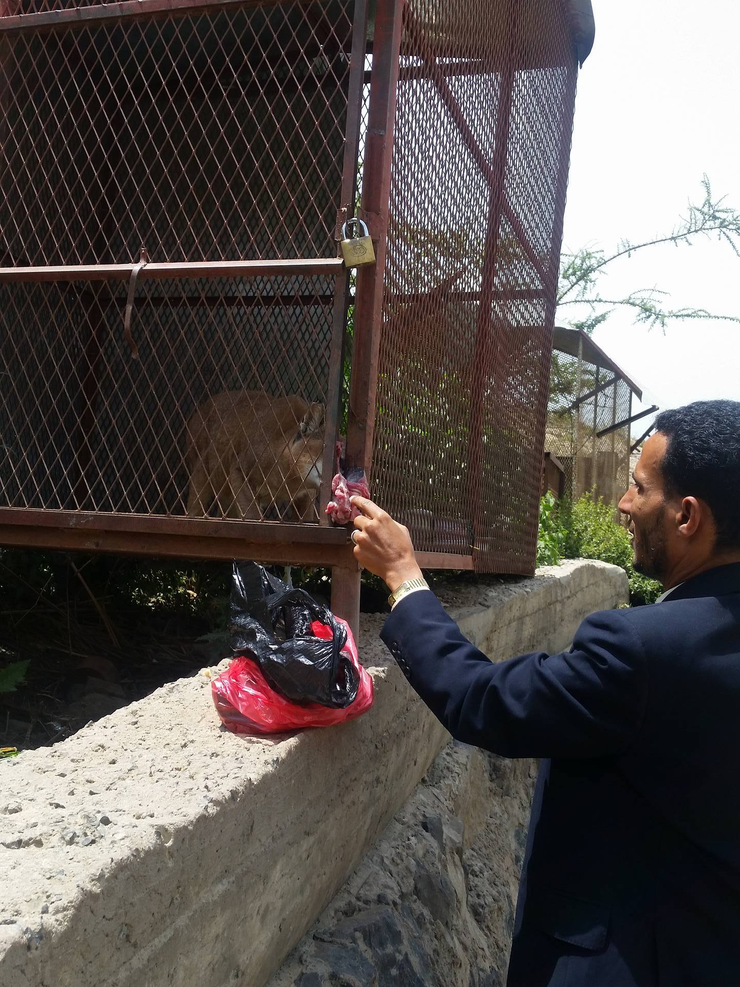 Ibb Zoo Omar feeding wildcat 23 July 2017 Kim's Emergency  Rescue Yemen.jpg