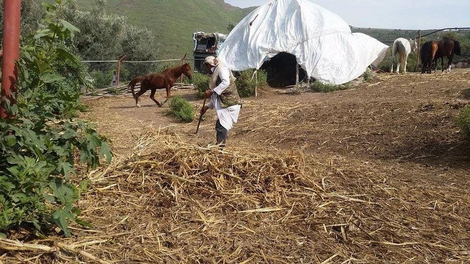 Ibb Zoo 21 July 2017 omar pic cleaning horses.jpg