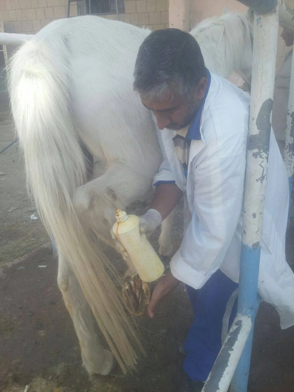 19 Jan 2017 police ac antiseptic to hoof Kim's Rescue.jpg