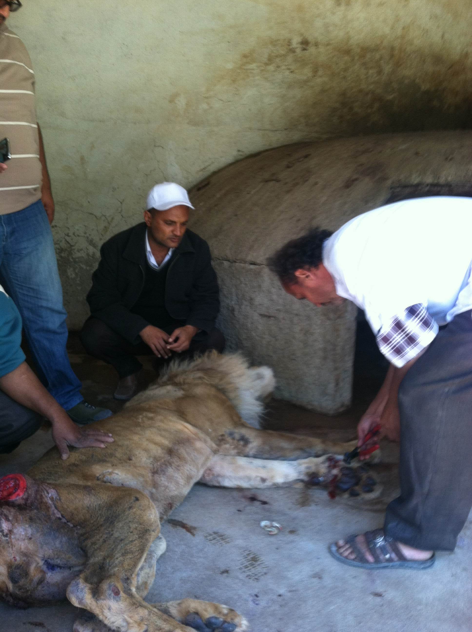 IMG_5209 20th Feb 2016 Shawki Dr Nizar and op. Taiz Zoo Yemen.JPG