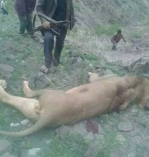 Ibb Lion killed.jpg