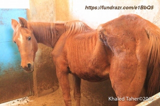 Arabian+Police+Horses+Rescue+Mission+Sana'a+Yemen+HorseRescue.jpeg