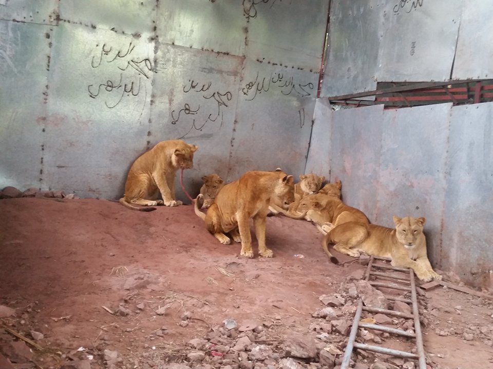 Ibb Zoo Lions now safe 15 September 2017 OWAP AR Ibb Zoo Emergency Rescue Mission .jpg