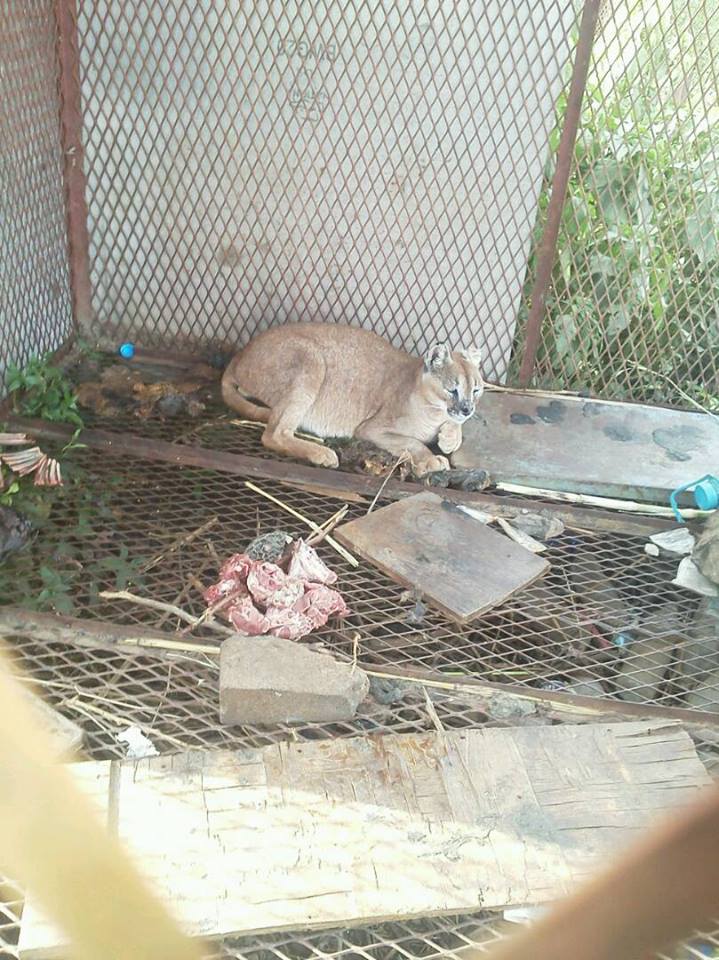 Ibb Zoo Omar gives our caracal chicken 23 July 2017.jpg