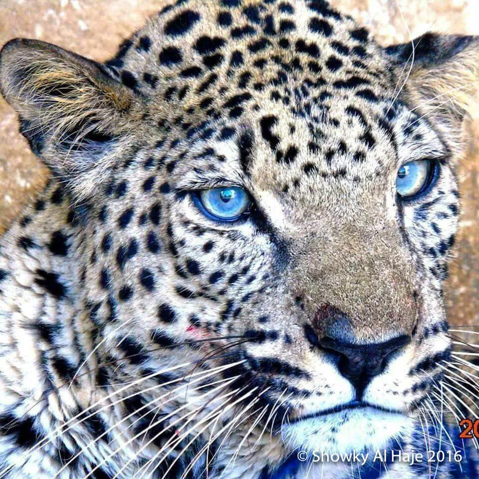 TWPA'A , Taiz Zoo's male Arabian Leopard Panthera pardus nimr: OUR MASCOT