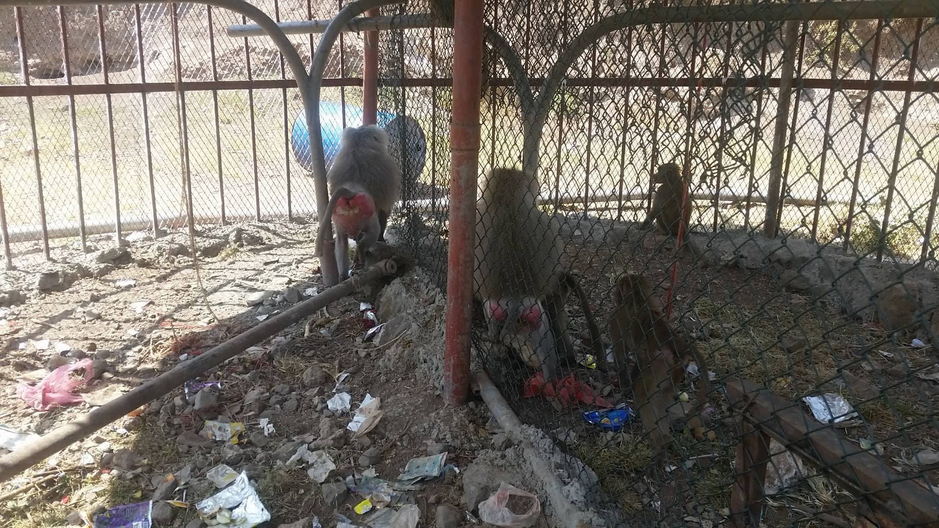 Ibb Zoo OWAPAR 22 october 2017 end of those sauna crates Yemen rescue.jpg