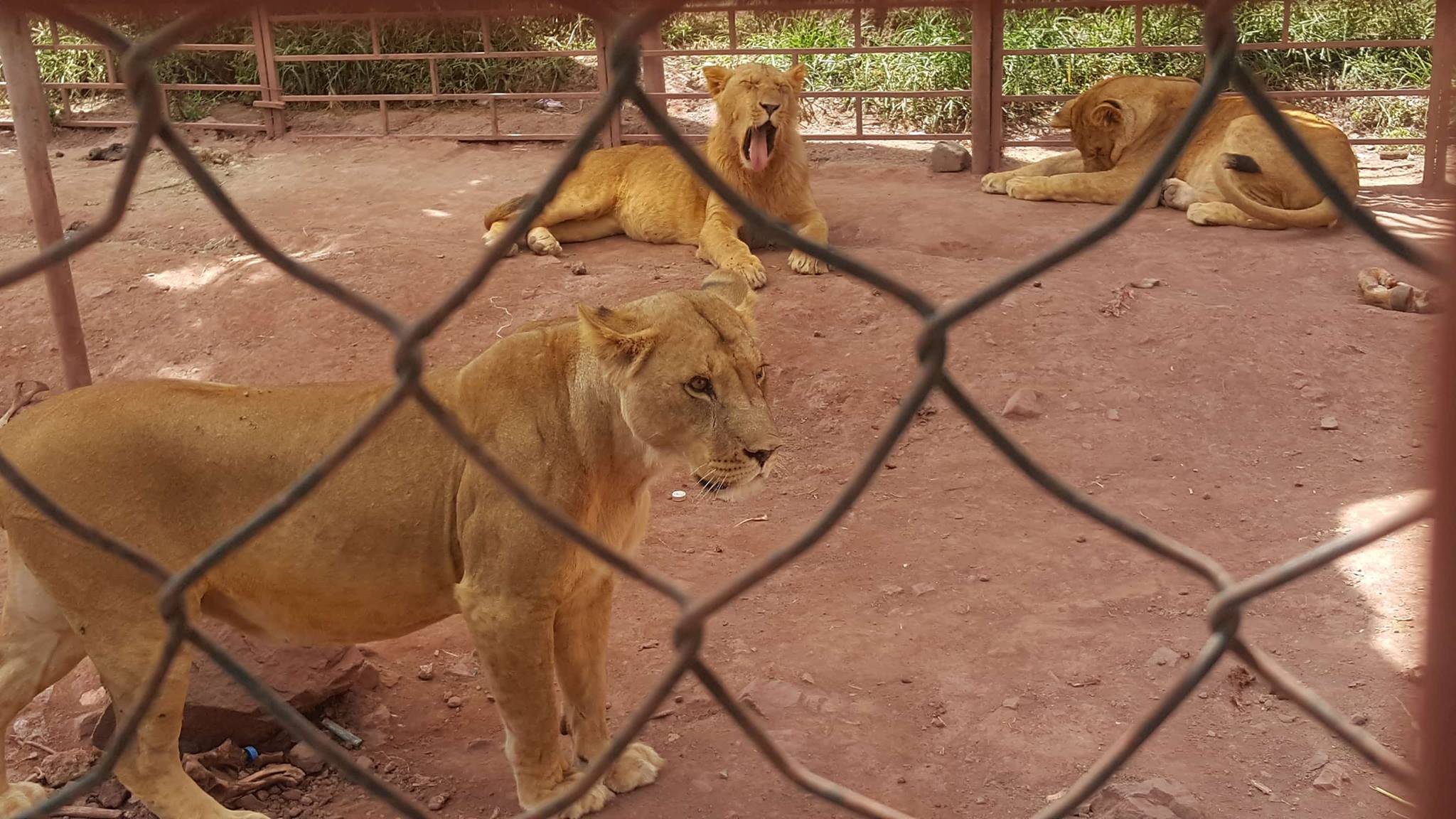 Ibb Zoo Lions yawnOWAP AR Kim's Salman AlHadi pics.jpg