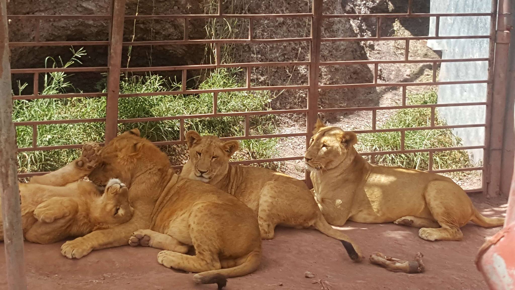 Ibb zoo lions sunny side safe 13 Oct 2017 Salmans pics OWAP-AR.jpg