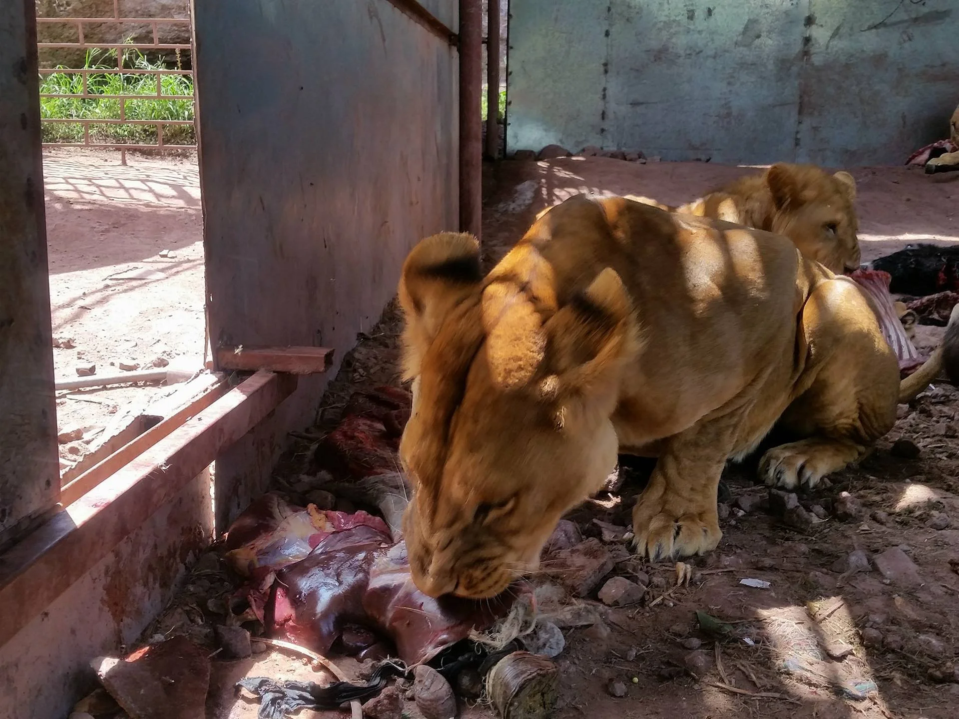Ibb Zoo Emergency Rescue Mission Yemen OWAP AR 30 sept.2017.jpg