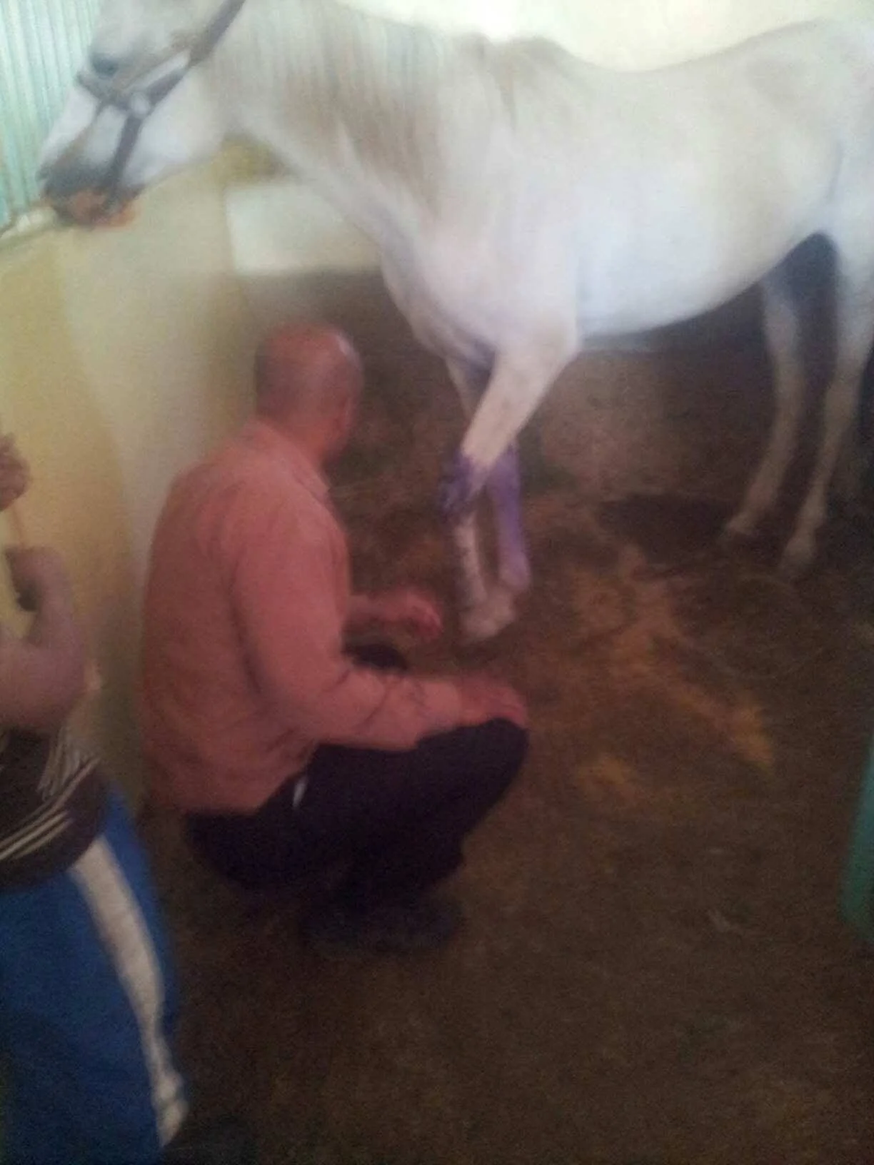 Arabian Horses Police Academy 8 Oct 2017 .jpg