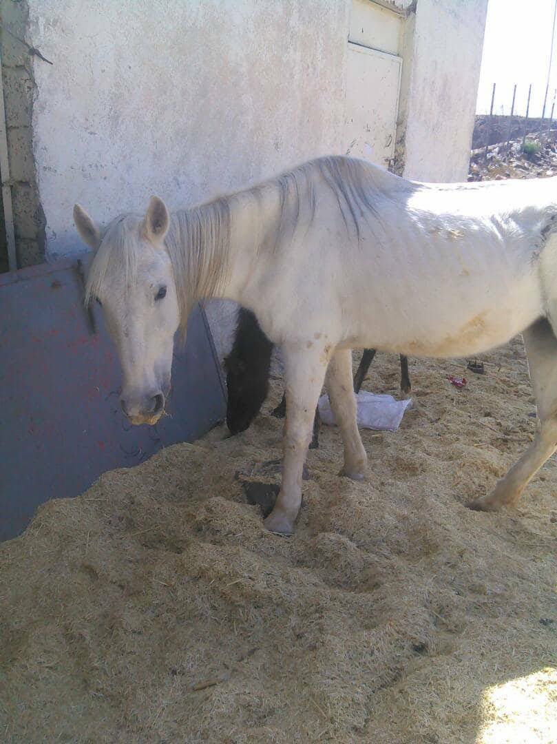 Dhamar horses and foal OWAPAR Yemen .jpg