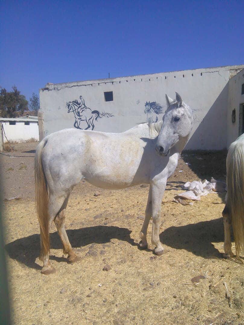 dhamar stables abanonded farm Arabian Hporses rescue OWAP-AR.jpg
