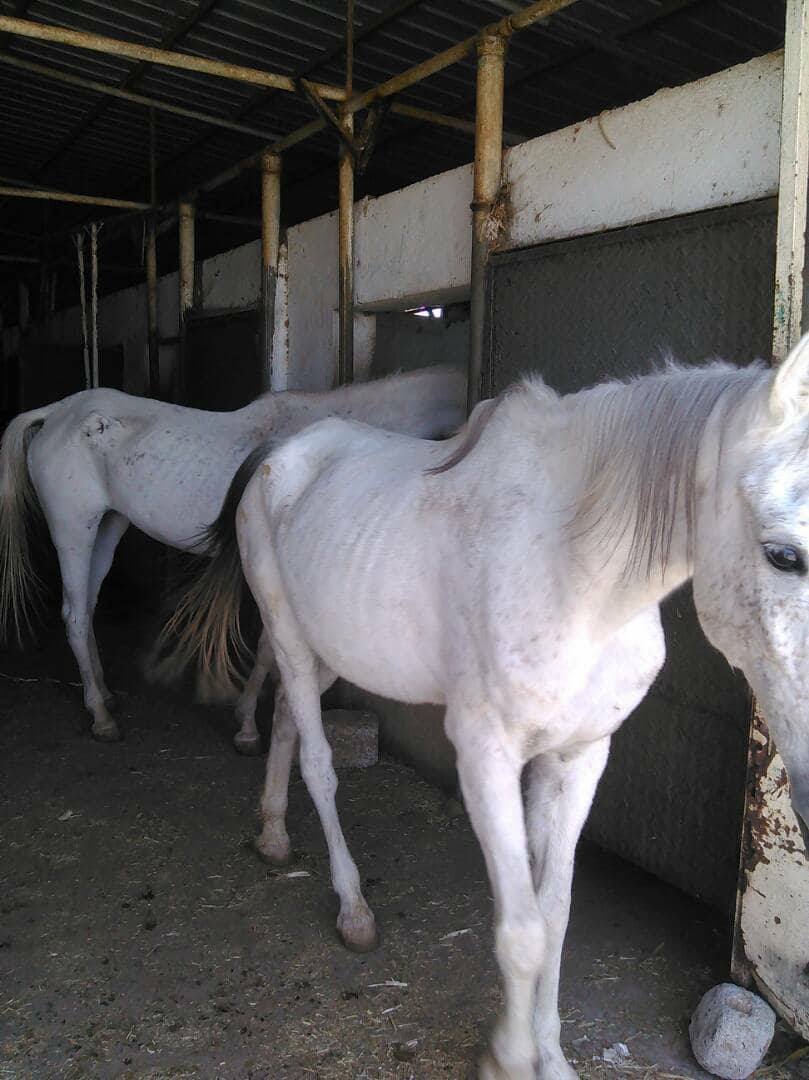 Dhamar Arabians OWAP AR 4 dec 2017.jpg