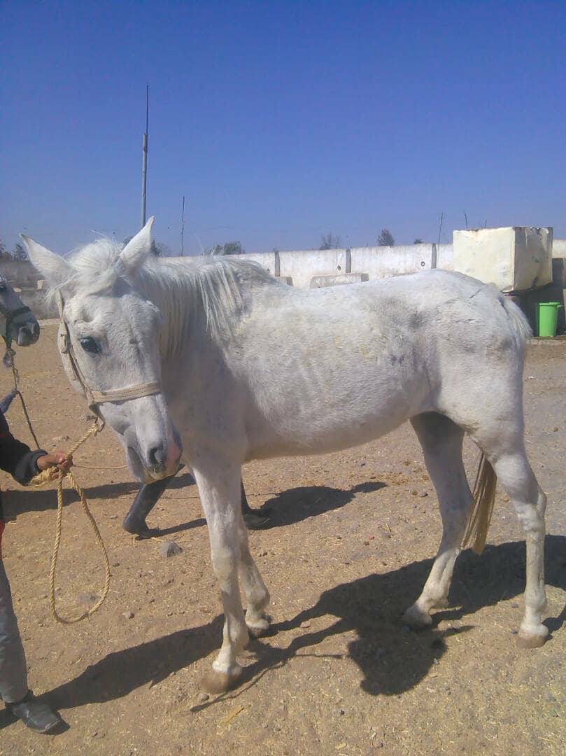 Dhamar 4 dec 2017 farm Arabians OWAPAR Rescue.jpg
