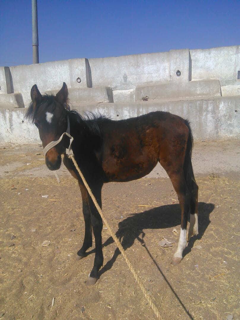 dhamar foal he needs milk 4 dec 2017 OWAP AR.jpg