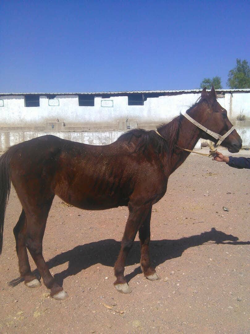 Dhamar Horse now out of the stable we have to feed them 4 dec 2017 OWAPAR.jpg