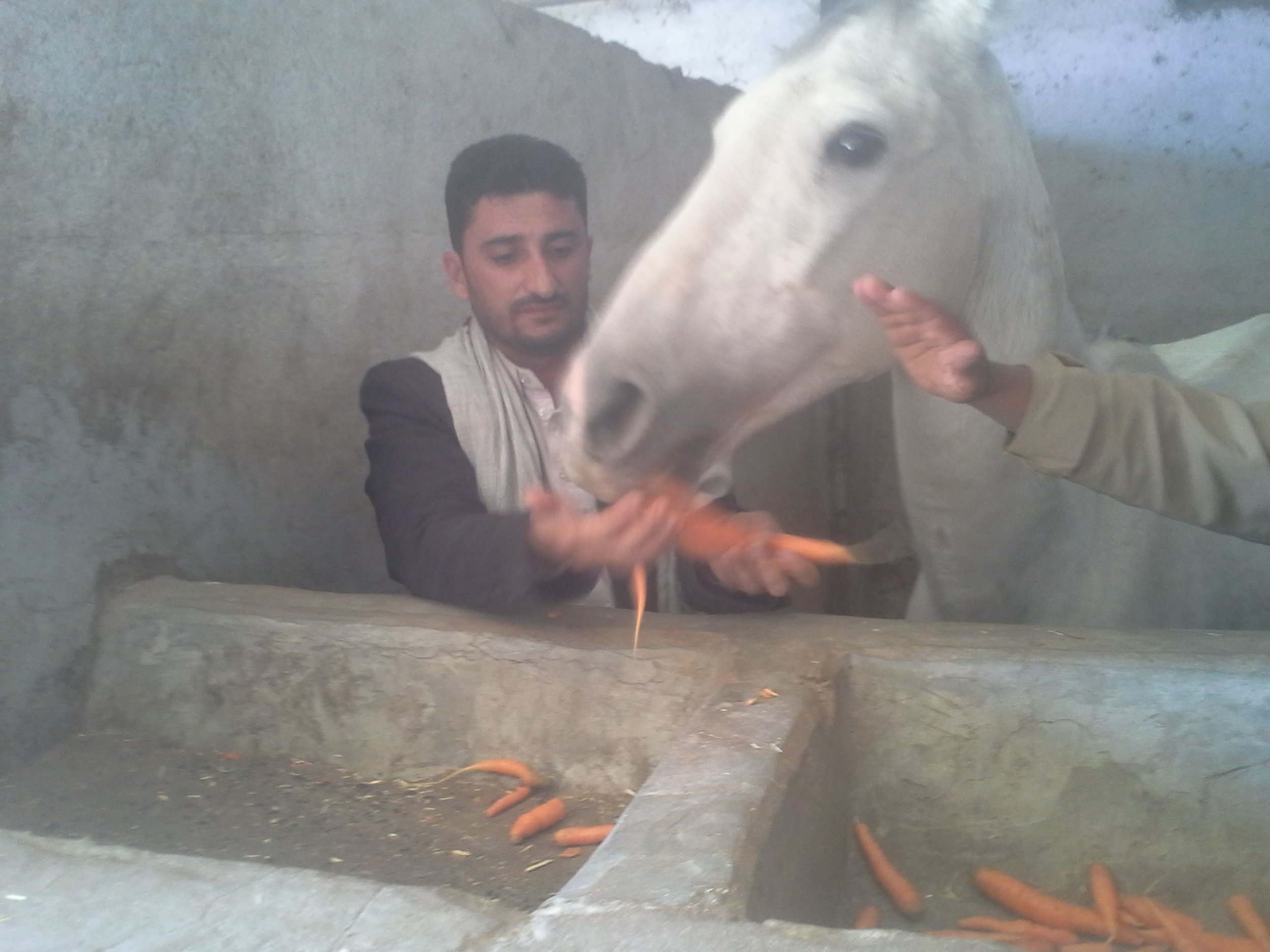 dhamar 2017 arabian horse rescue 18 dec 2017 OWAP AR.jpg