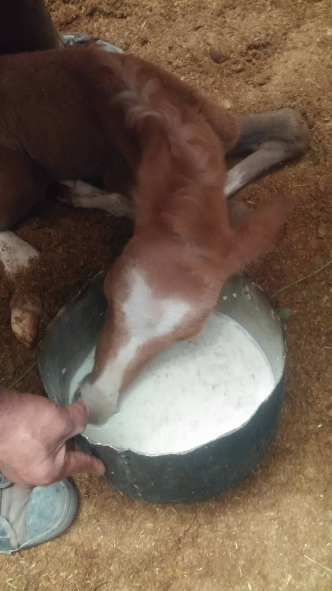 dhamar 21 dec 2017 foal OWAP AR milk ....Muaad pic.jpg