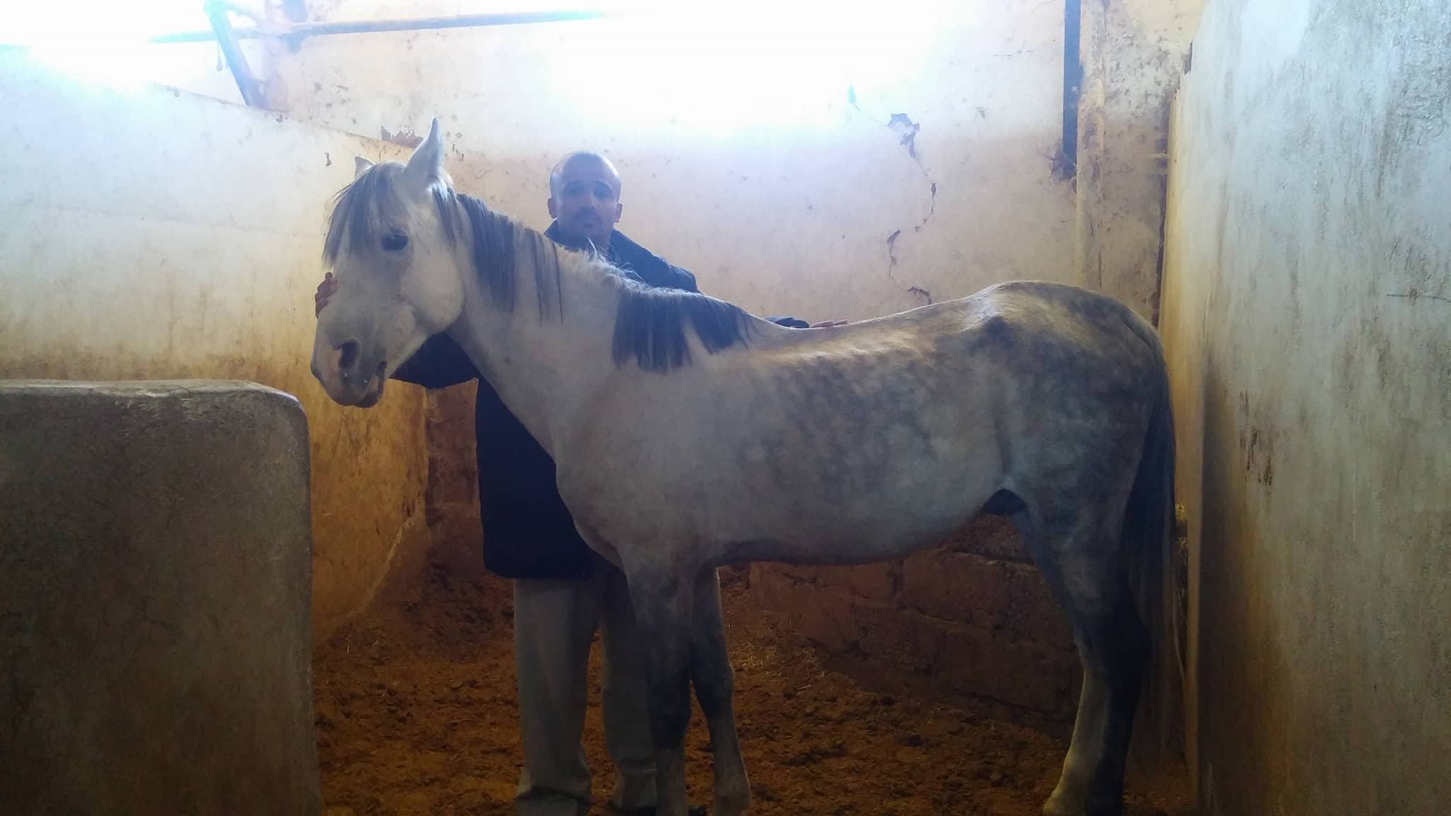 dhamar muaad ameen saif OBAID 21 dec 2017 OWAP AR visit horse rescue.jpg