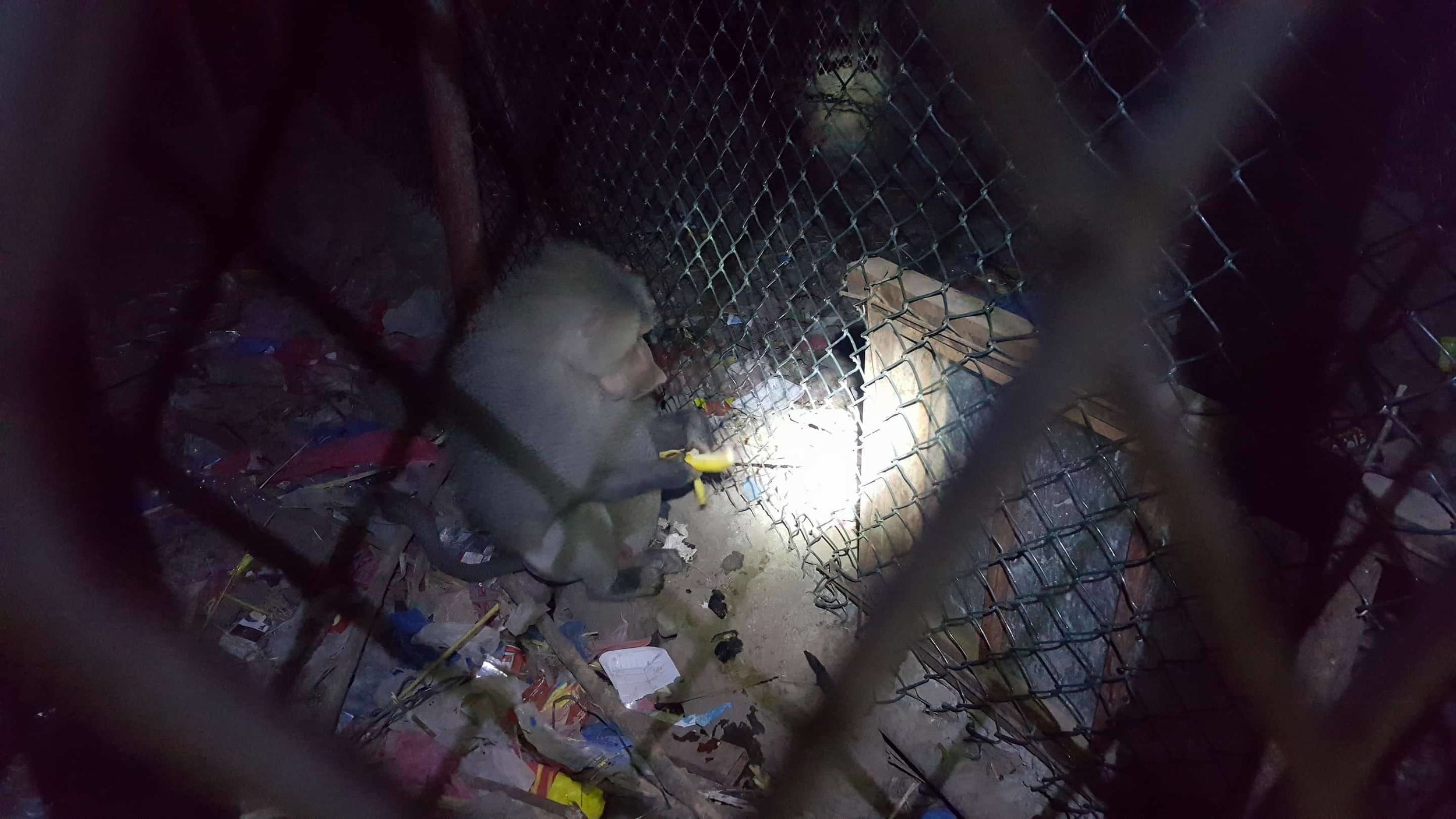 ibb zoo baboon nighttime feed 20 DEC 2017 OWAP AR salman.jpg