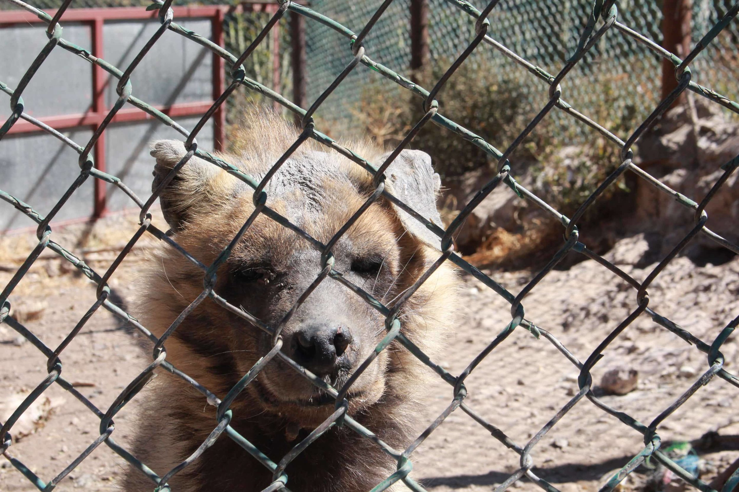 ibb zoo bella our bullied little striped hyena yemen 20 DEC 2017 pics by salman.jpg