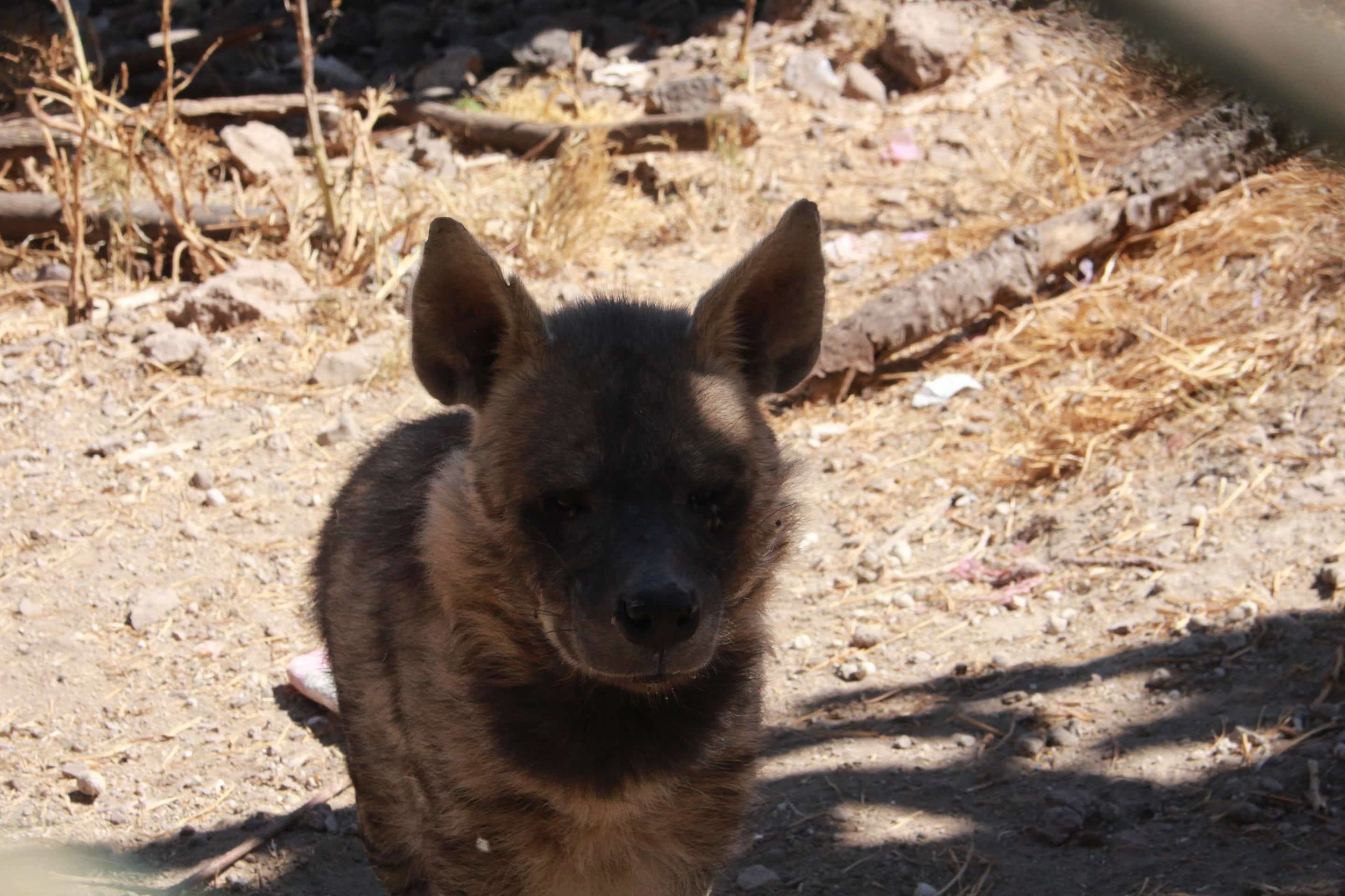 ibb zoo yemen 20 DEC 2017 the bullier striped hyena OWAP AR rescue .jpg