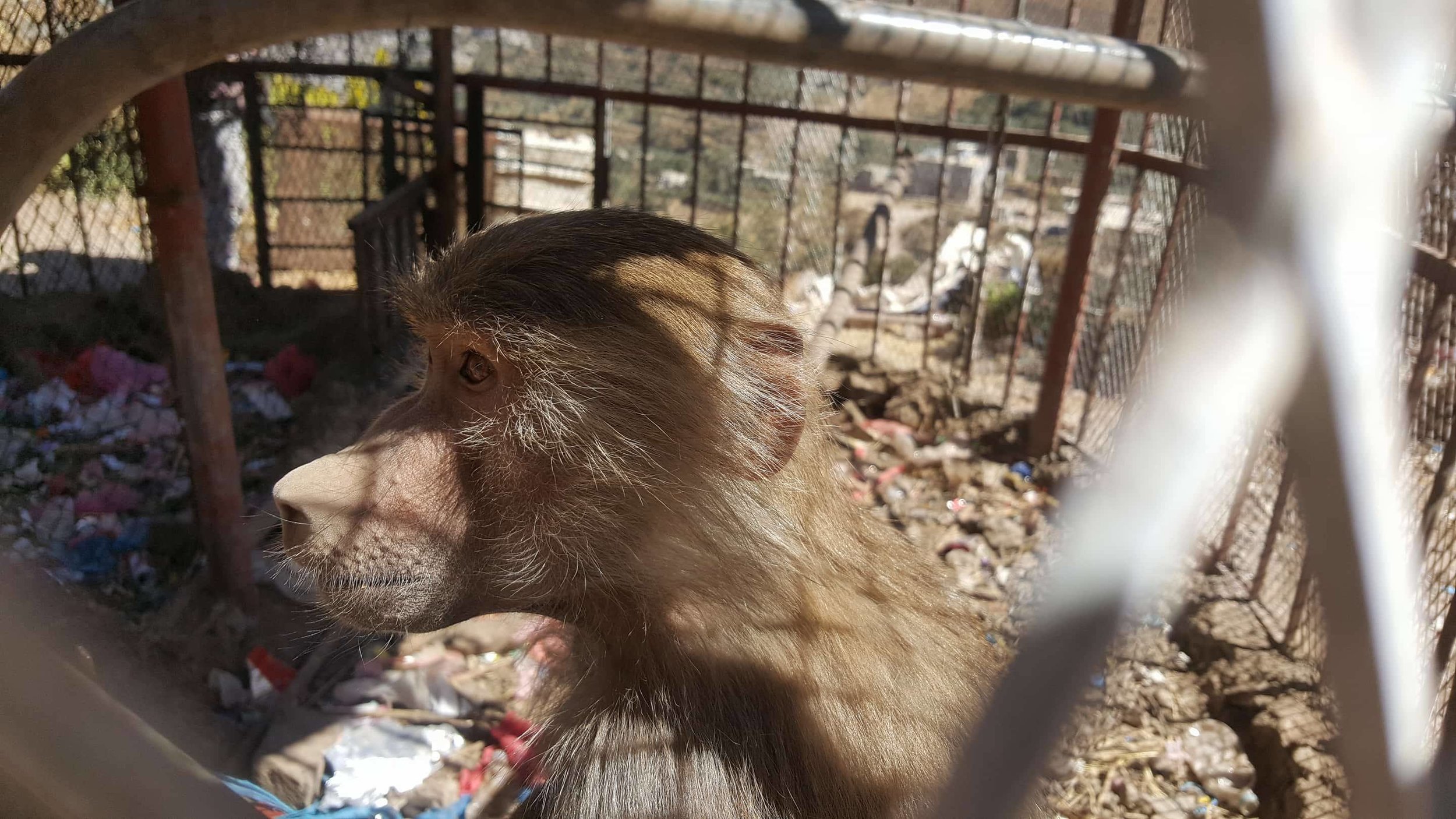 ibb zoo baboon 20 DEC 2017 salman al hadi pic OWAP AR.jpg