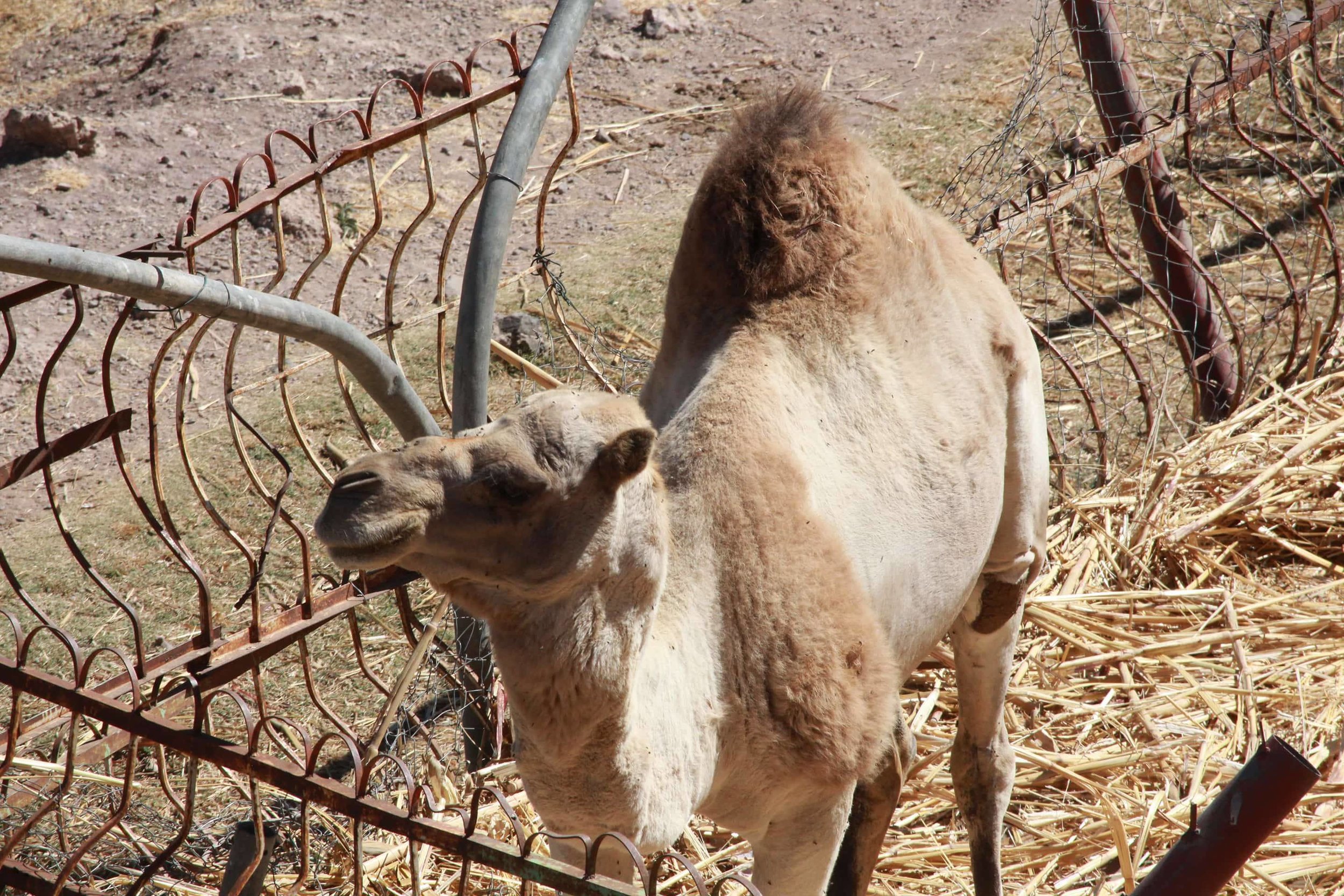 ibb zoo camel Yemen OWAP AR salman pic today 20 dec 2017.jpg