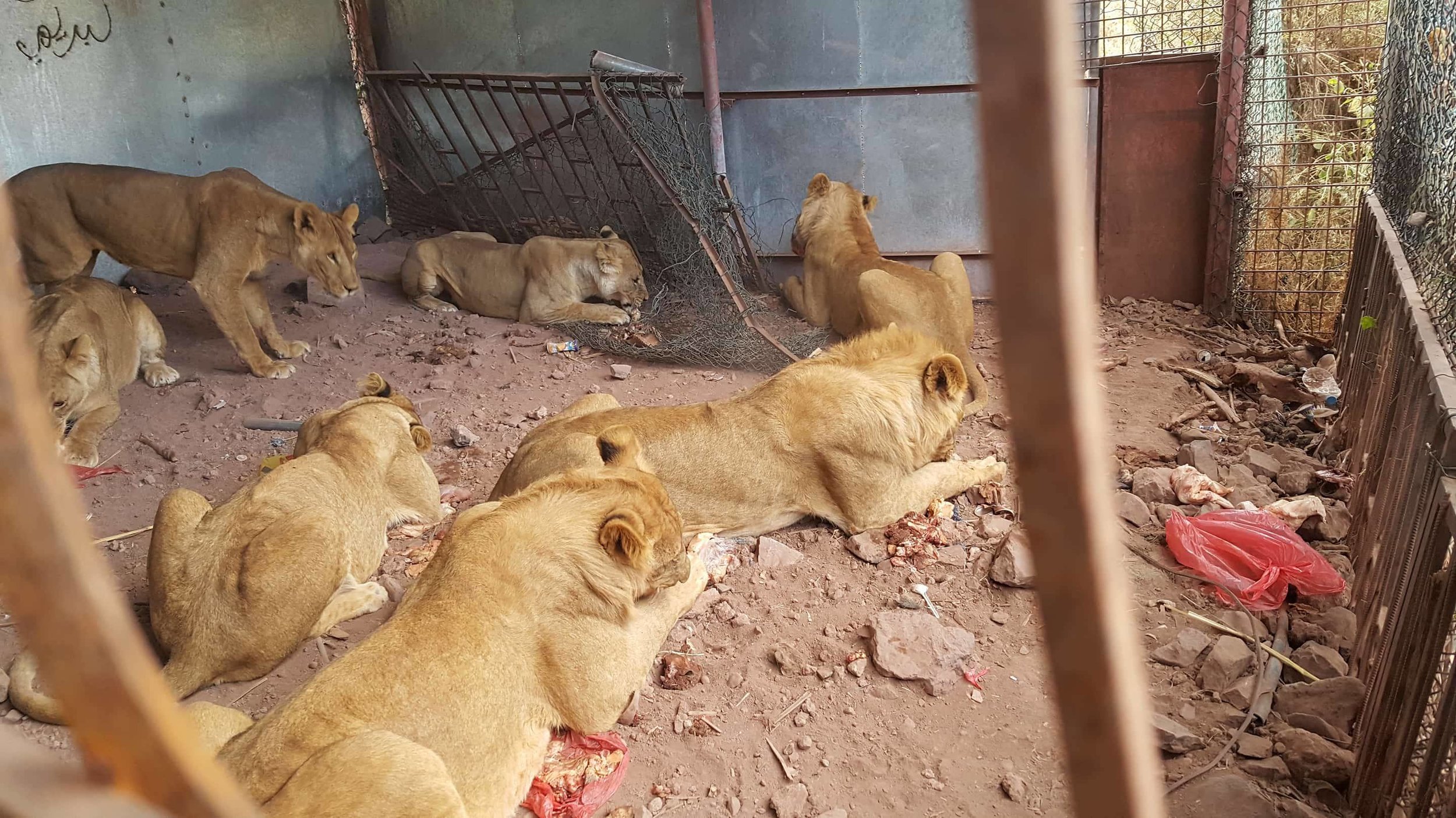 Ibb Zoo lions with our meat 29 DEC 2017 OWAPAR Salman photo Yemen rescue.jpg