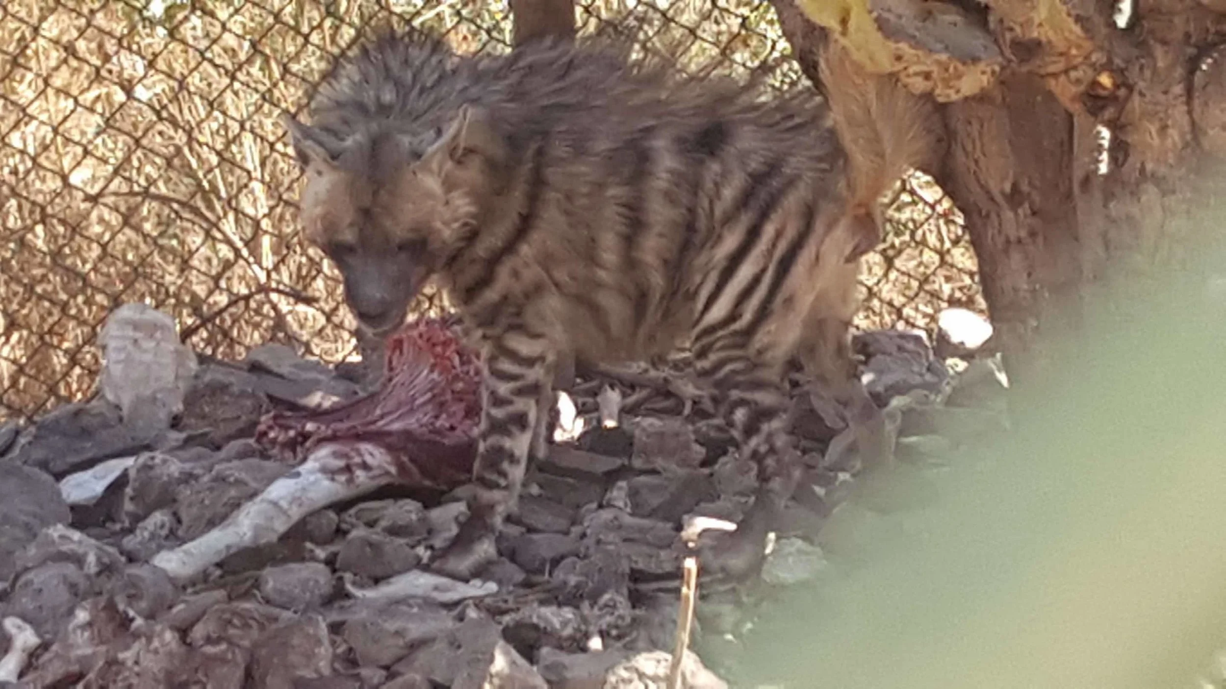 IBB ZOO hyena so hungry OWAPAR Yemen Salman pic 5 jan 201826654734_301234757064171_1594547284_o.jpg