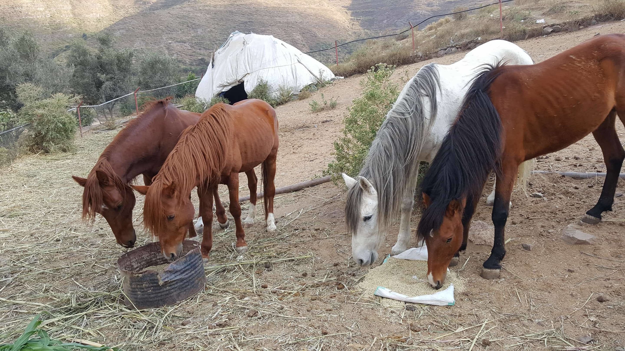 Ibb Zoo horses food at last OWAR AR supporting Salman coordinating 29 DEC 2017 .jpg