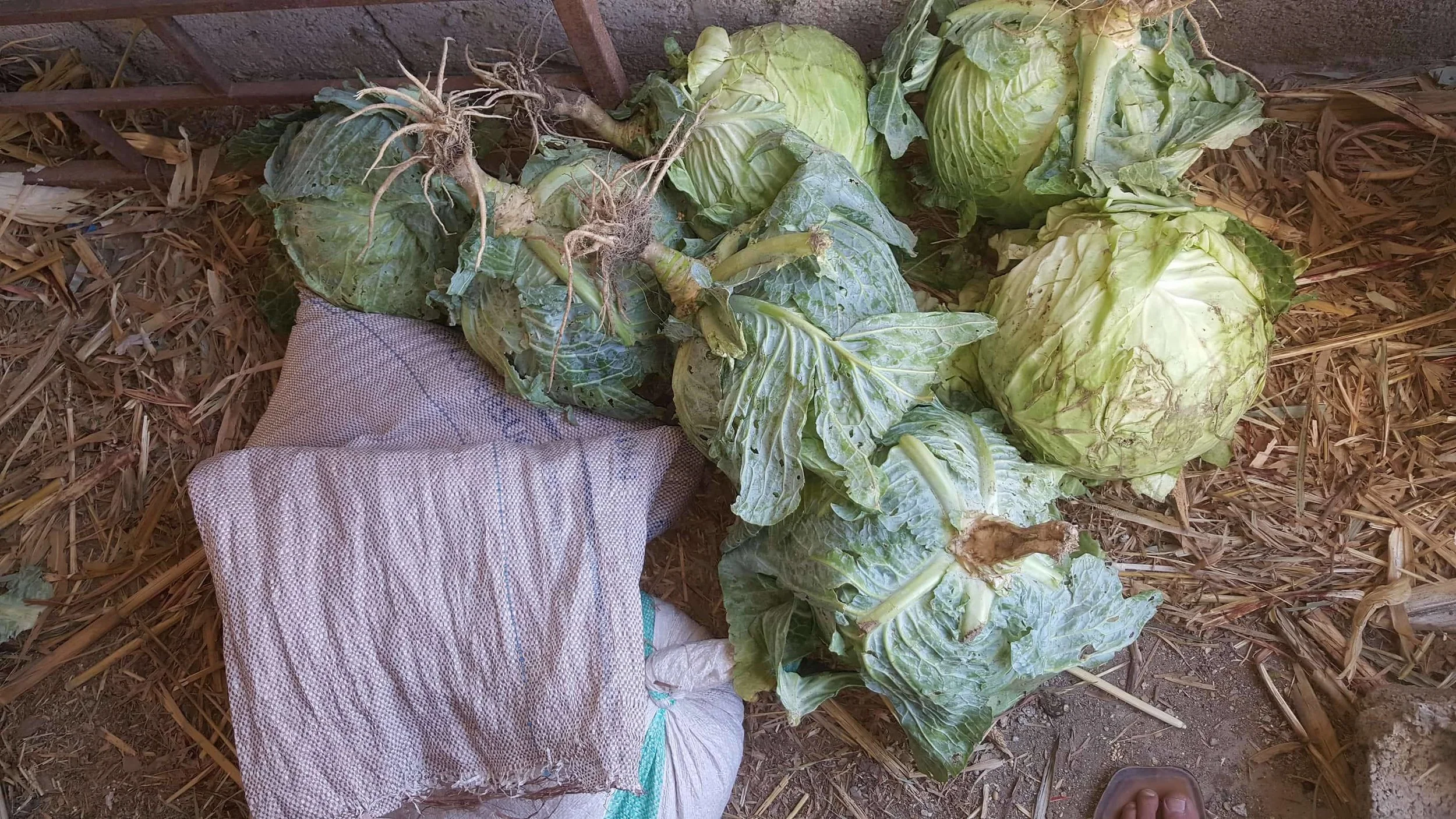 Ibb Zoo cabbages 5 Jan 2018 from OWAPAR 26543131_301235103730803_404537800_o.jpg