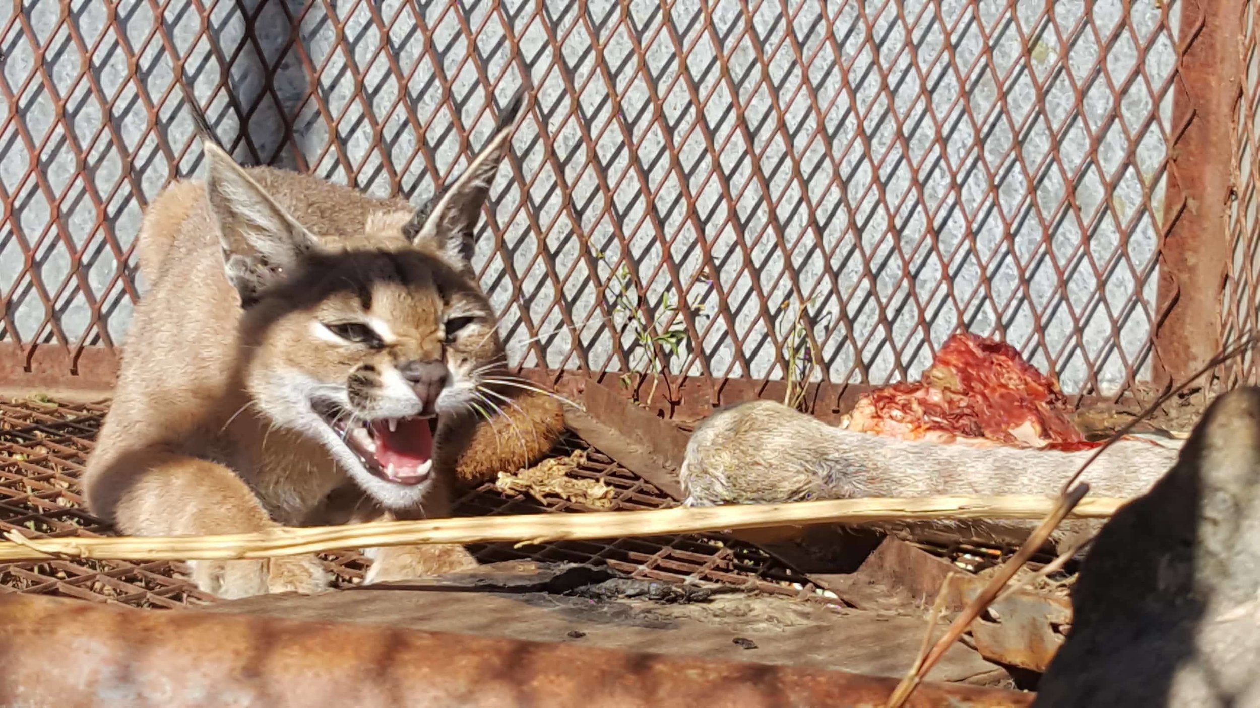 Ibb zoo caracal 22 dec 2017 OWAPAR from Salman Al hadi yemen rescue.jpg