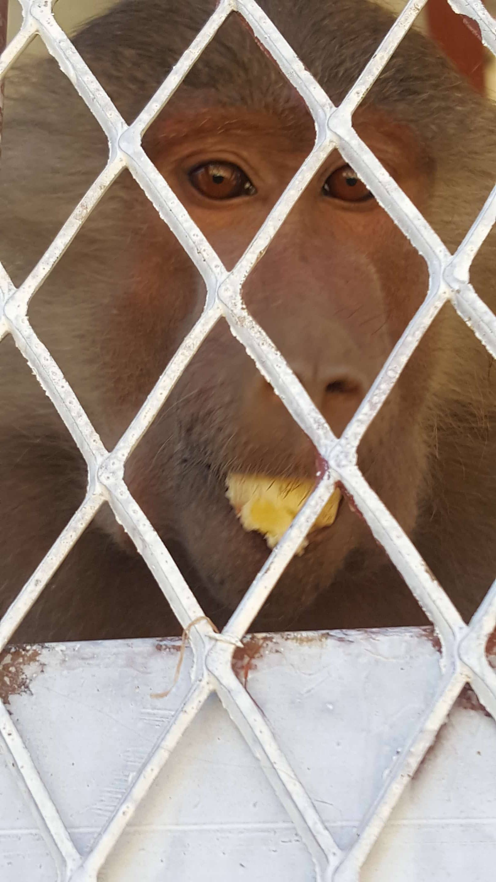 ibb zoo baboon with banana from owap ar donors salman pic 29  dec 2017 25637243_295393407648306_417503883_o.jpg