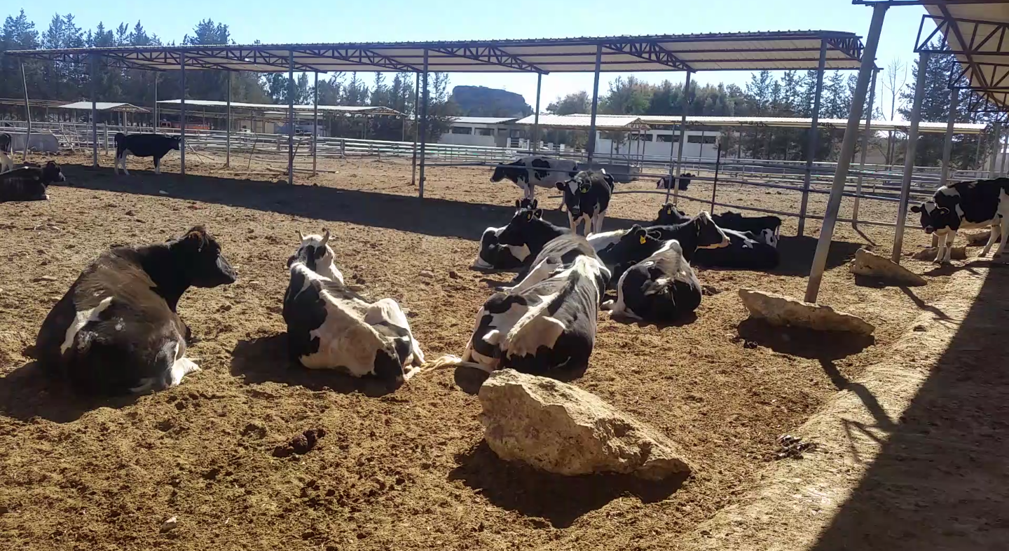 dhamar cows 13 Jan 2018 starving at Rosabah Farm 150USD sent to helal OWAP AR.png