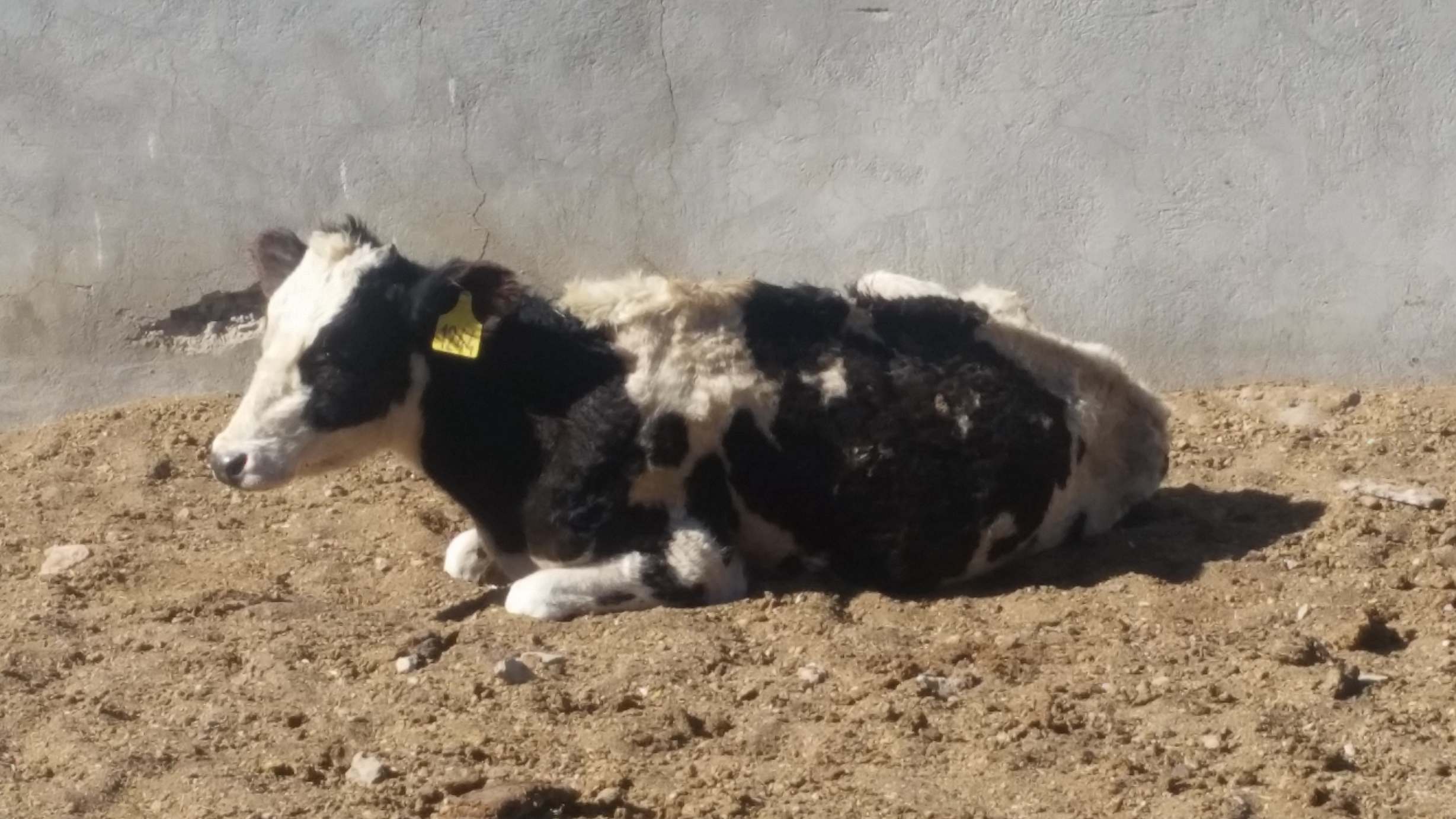 dhamar 13 Jan 2018 farm rosabah starvation cow OWAP- AR Rescue Helal pics.jpg