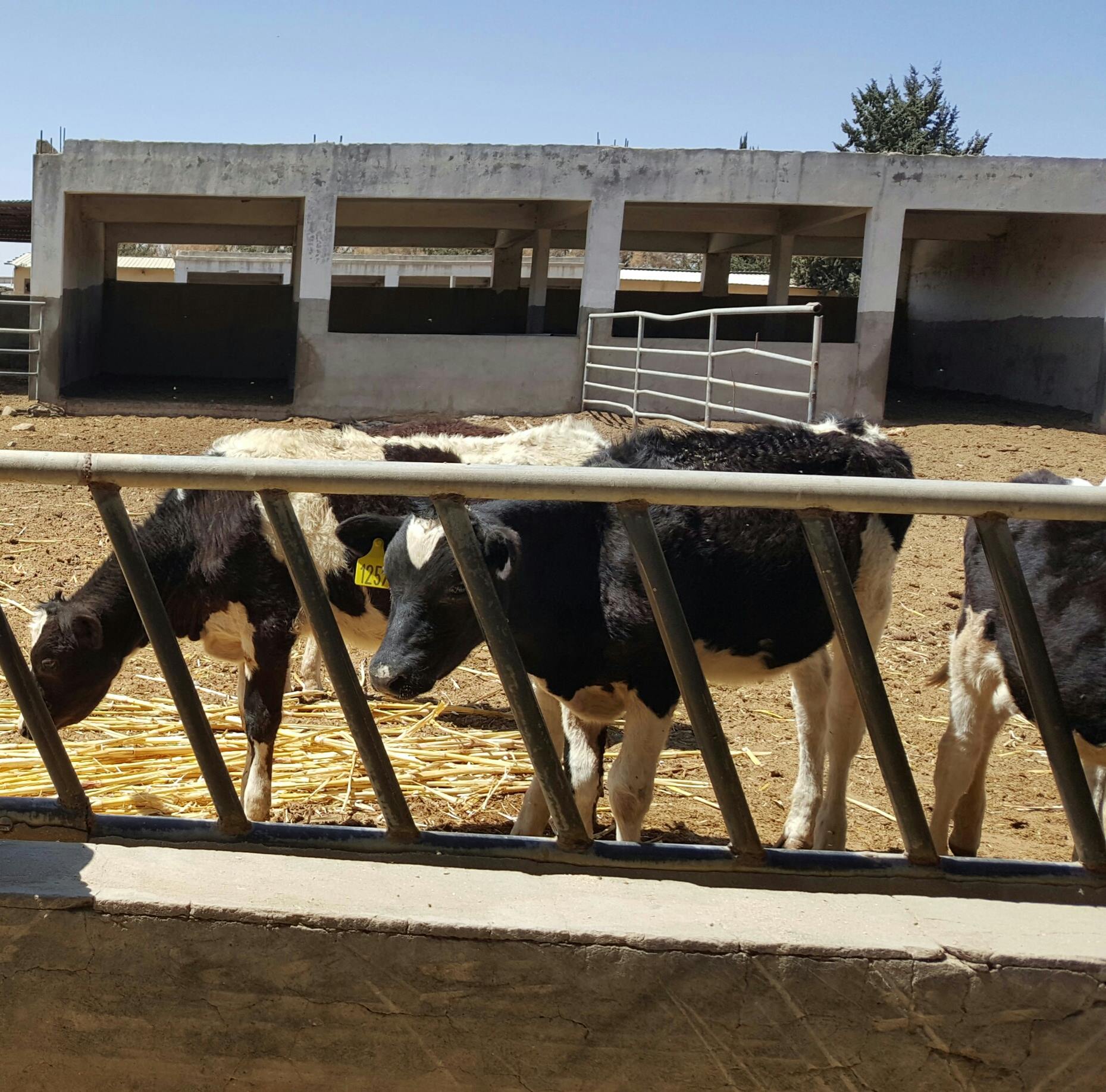 Dhamar Rosabah Farm cows starving also OWAP AR 11 jan 2018 .jpg