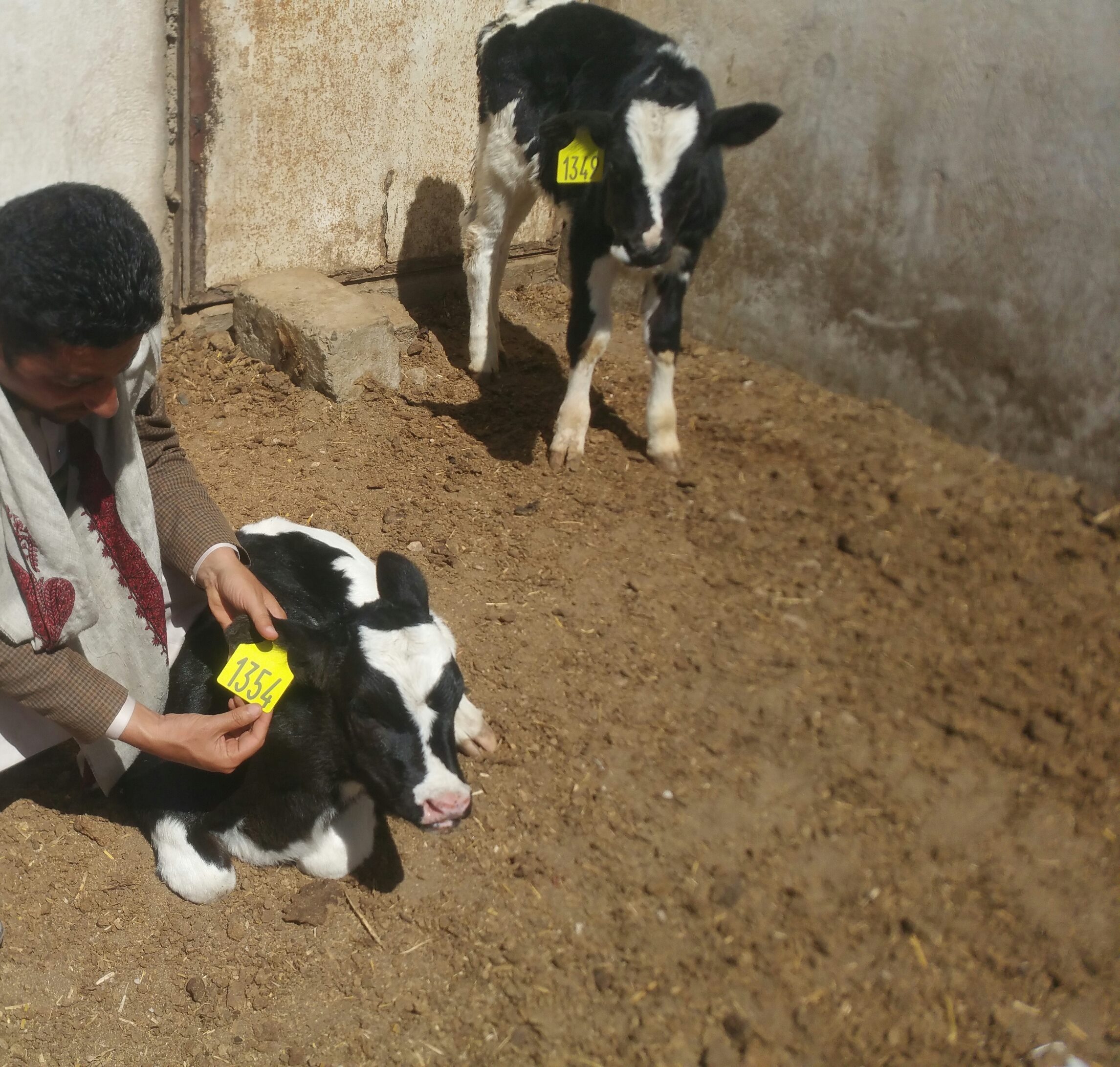 Dhamar farm rescue OWAP AR instructs Helall to release the calves 30 from concrete pens 19 jan 2018 Rosabah Farm27018671_1520763858042964_1772641965_o.jpg