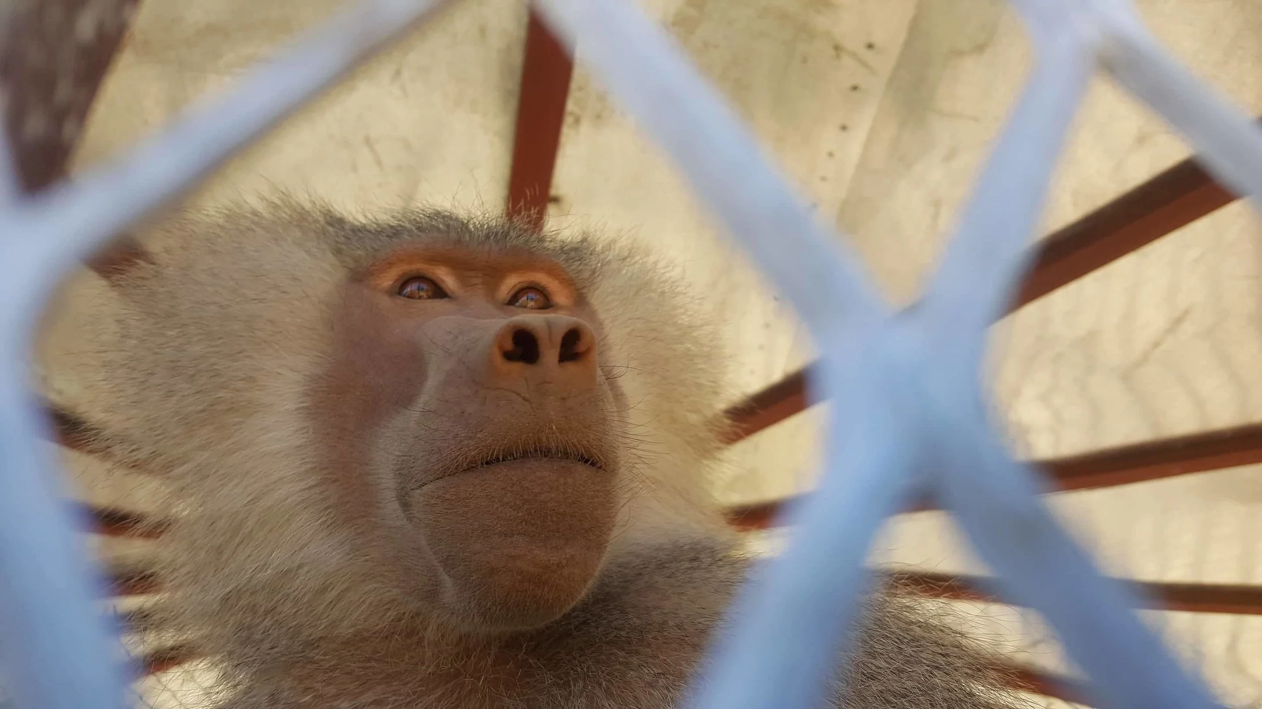 ibb zoo sacred hamadryas baboon in our new enclosure BUT he's hungry 20 dec 2017 ...OWAPAR Salman pic.jpg